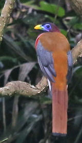 Philippine Trogon Lake Danao