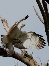 Pinsker's Hawk Eagle flight