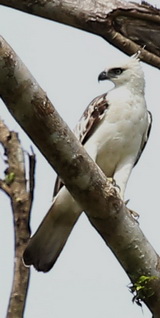 Pinsker's Hawk Eagle juv.