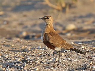 Timor Australian Pratincole