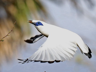 Bali Myna at Bali Barat