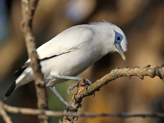 Bali Myna or Bali Starling