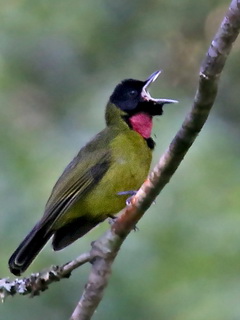 Flores Bare-throated Whistler