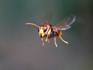 Bee Queen flight; hovering
