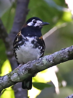 Chestnut-backed Thrush on Flores