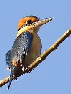 Timor Cinnamon-banded Kingfisher
