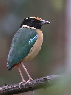 Elegant Pitta on Flores