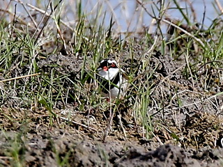 Black-fronted Dotterel on Sumba