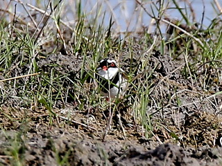 Black-fronted Dotterel on Sumba