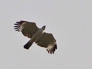 Flores Hawk Eagle at Kisol