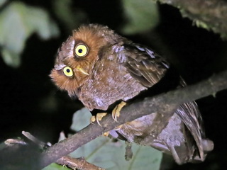 Flores Scops Owl in Lesser Sundas