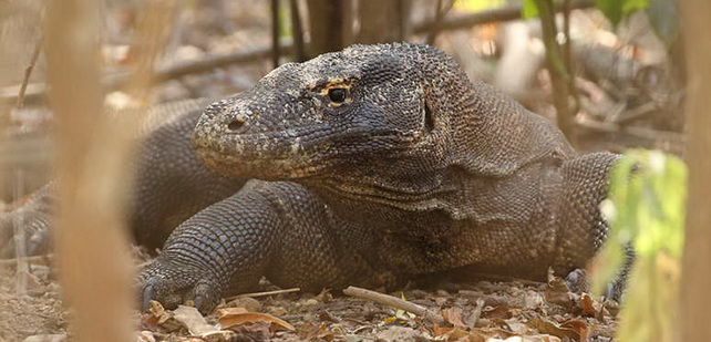 Komodo Dragon in the Lesser Sundas