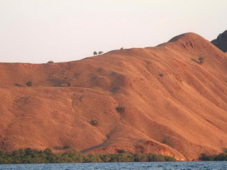 birding Komodo Island