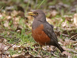 Mt. Mutis Island Thrush