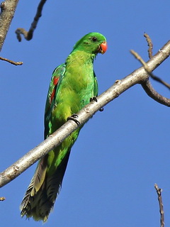 Bipolo Olive-shouldered Parrot