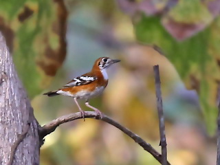 Timor Orange-banded Thrush