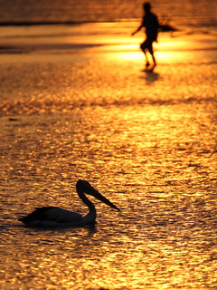 Pelican on Labuan Bajo beach