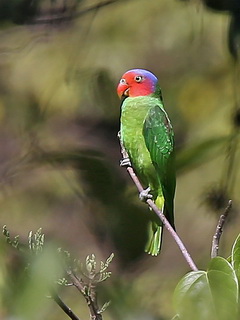 Lesser Sundas Red-cheeked Parrot