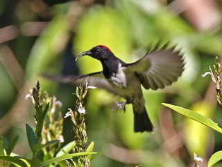 Timor Red-chested Myzomela