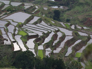 Rice terraces on Flores