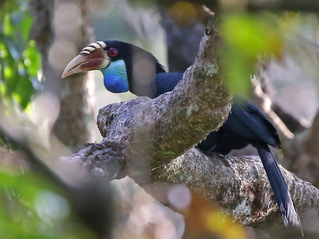 Female Sumba Hornbill