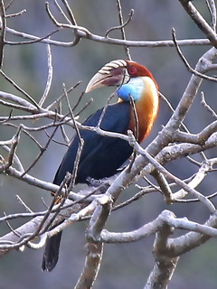 Sumba Hornbill in Lesser Sundas