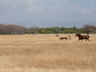 Horses on Sumba