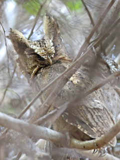 Bali Sunda Scops Owl