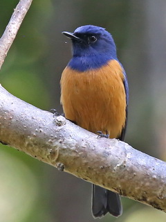 Timor Blue Flycatcher