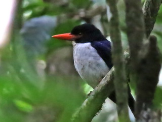 Puarlolo White-rumped Kingfisher