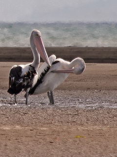 birding Flores- Australian Pelicans
