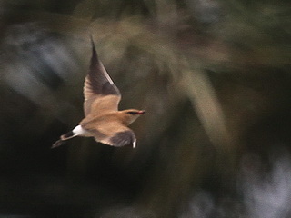 Australian
Pratincole Australian Pratincole, Timor