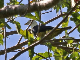 Banded Fruit-Dove Banded Fruit-Dove, Bipolo