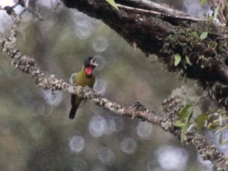 Bare-throated Whistler Bare-throated Whistler, Golo Lusang