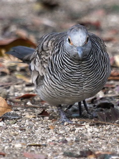 Barred Dove Komodo
