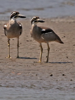 Beach Thick-knee Flores