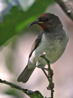 Black-chested Honeyeater Flores