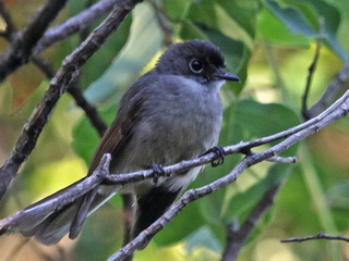 Brown-capped Fantail