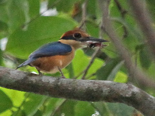 Cinnamon-banded Kingfisher