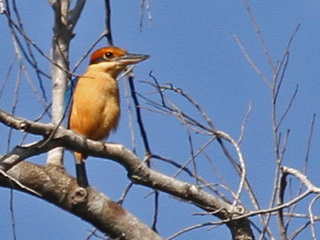 Cinnamon-banded
Kingfisher Cinnamon-banded Kingfisher