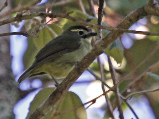 Cream-browed Ibon Cream-browed Ibon