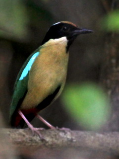 Elegant Pitta