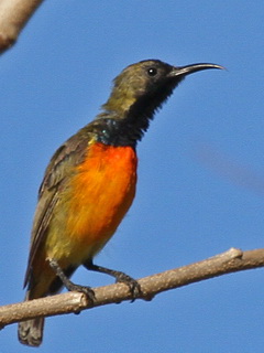 Flame-breasted Sunbird Flores