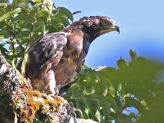 Oriental Honey-Buzzard Flores Honey-Buzzard