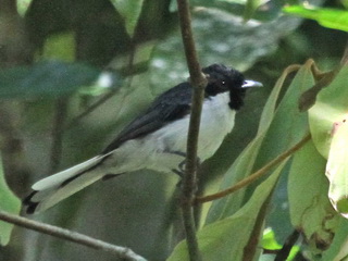 Flores Monarch Birdwatching Lesser Sundas