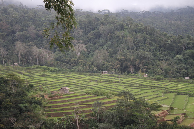 Flores Rice Terraces Flores Rice Terraces
