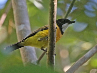 Golden Whistler Golden Whistler Puarlolo