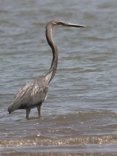 Great-billed Heron birding Flores