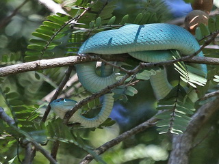 Green Tree Viper Komodo