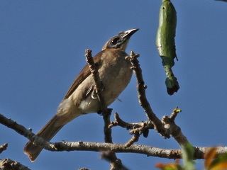 Helmeted
Friarbird Helmeted Friarbird Komodo